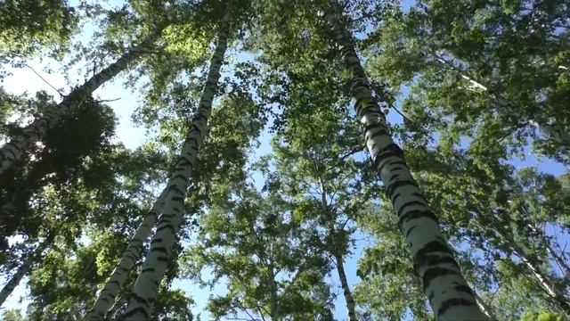 Берёзовый лес. Футаж. смотреть онлайн