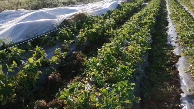 Клубника Альба первые выводы и второй сбор (2020) смотреть онлайн