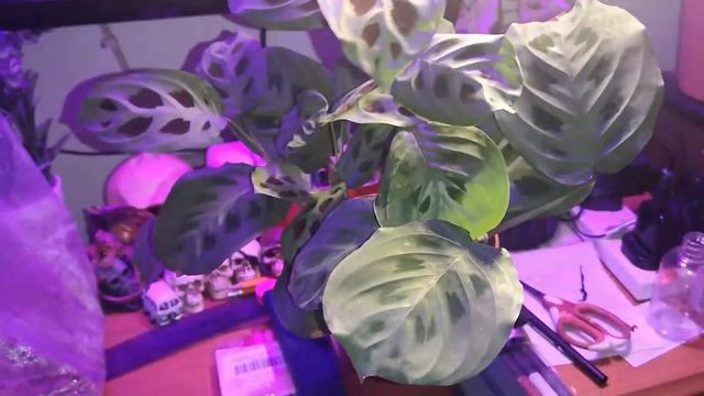 Propagating my marantas | Lou Plants смотреть онлайн