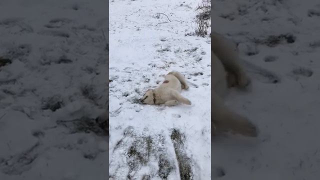 Выпускница питомника Тимерташ Яселия (Москва) 4 месяца Вопросы по +79048881825 viber WhatsApp или н смотреть онлайн