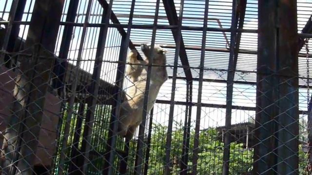 Август Роев ручей смотреть онлайн