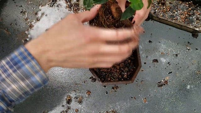 HOME DEPOT GINSENG FICUS BONSAI GROWS AERIAL ROOTS (UPDATE SUMMER 2019) смотреть онлайн