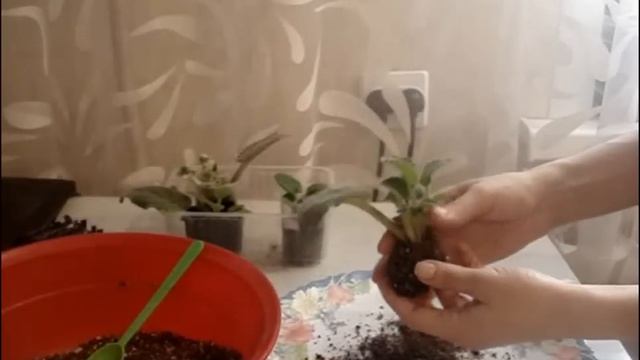 Как пересадить деток фиалки (ЛУЧШИЙ СПОСОБ) смотреть онлайн