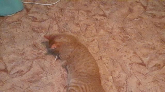 Котик потерял палочку?? смотреть онлайн