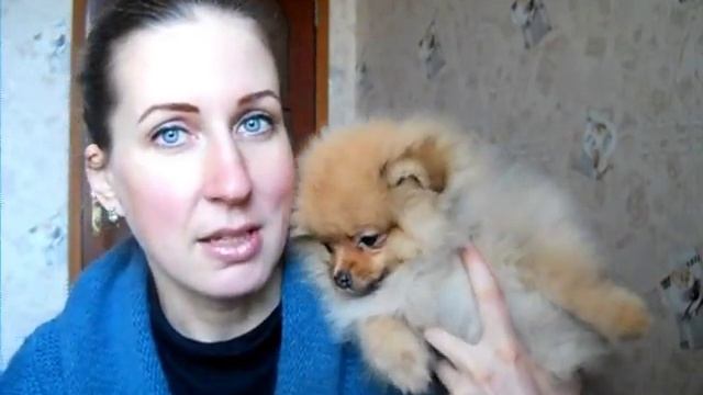 Как растет шпиц Лили Сан, 3 месяца смотреть онлайн
