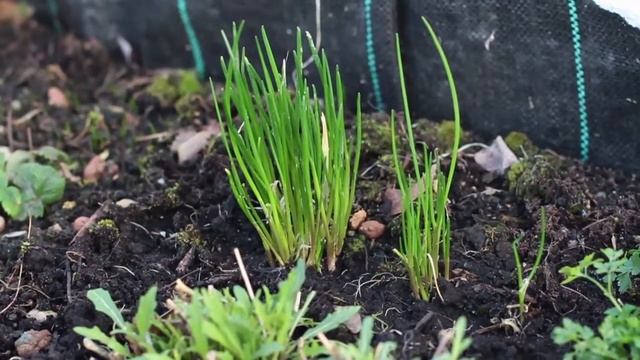 Dachterrassenbeet und Kompostkisten DIY Selbstversorger Permakultur смотреть онлайн