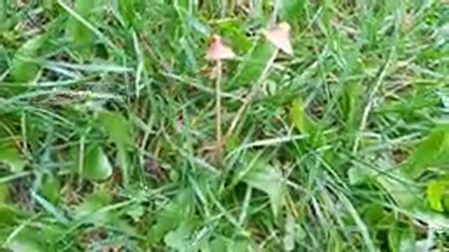 Grzybki Łysiczki 2022 смотреть онлайн