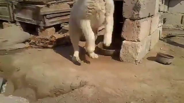 Алабай смотреть онлайн