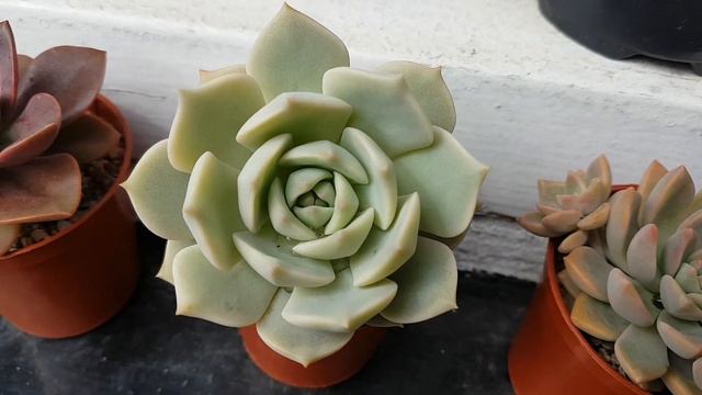 Succulent Tour - AUGUST 2018 PART 3 (Echeveria, Graptopetalum, Crassula etc Out Front!) смотреть онлайн