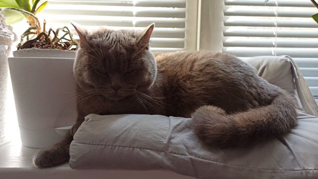 КАК ОТУЧИТЬ КОШКУ ЛАЗИТЬ ПО СТОЛАМ ЛЕГКО И ЭФФЕКТИВНО смотреть онлайн