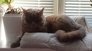 КАК ОТУЧИТЬ КОШКУ ЛАЗИТЬ ПО СТОЛАМ ЛЕГКО И ЭФФЕКТИВНО