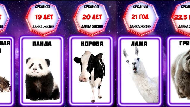 Сравнение: Длина жизни разных существ смотреть онлайн