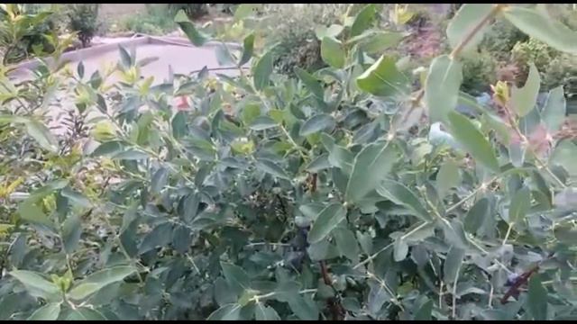 Жимолость в саду смотреть онлайн