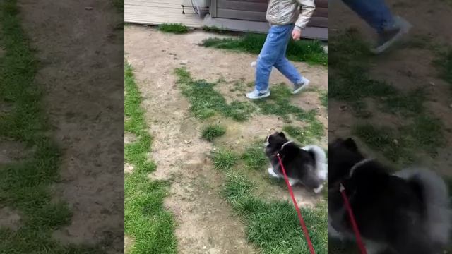 Помски. Pomsky