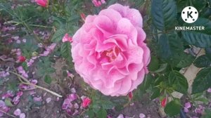 Розы Занозы. Цветут почти все. ??