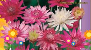 Ксерантемум Смесь окрасок. Краткий обзор, описание характеристик xeranthemum Smes' okrasok