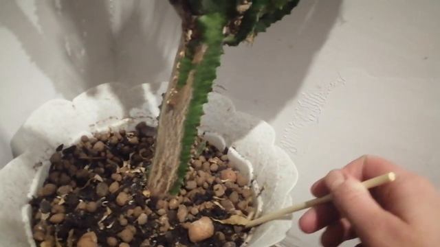 Молочай треугольный. Уход, поливка, подрезка и другие подробности об этом цветке. смотреть онлайн