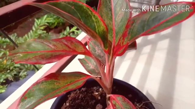 4 types of indoor plants with its name | Home decor indoor plants | Names and specialities смотреть онлайн