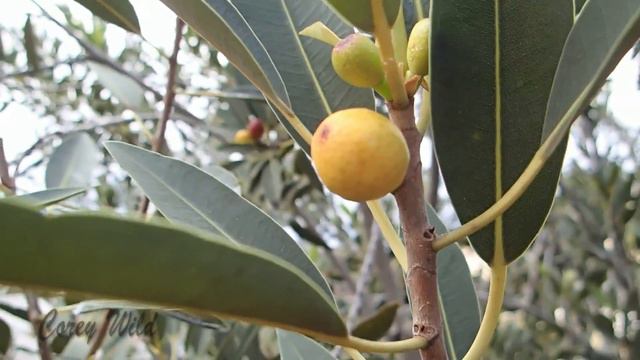 CATCH and COOK - BUSH TUCKER AUSTRALIA - WHAT YOU CAN EAT! смотреть онлайн