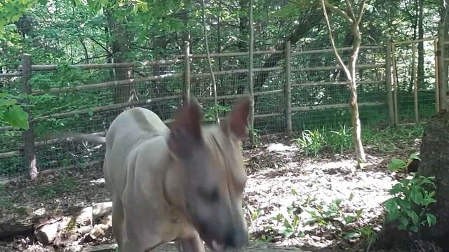 Stella 5 Month Old Thai Ridgeback For Sale