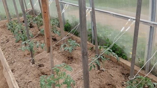 Откапельный полив из медицинских капельниц смотреть онлайн