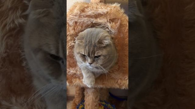 #shorts ?«ХМУРЫЙ БАРС»?/Шотландский вислоухий кот/Смешные коты/Животное в доме. смотреть онлайн