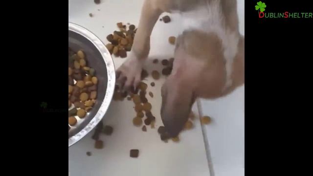 He Locked In The Slaughterhouse With Helpless Eyes Begging For Help смотреть онлайн