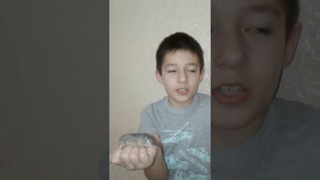 Камилов Тимур про животных (Кабан) смотреть онлайн