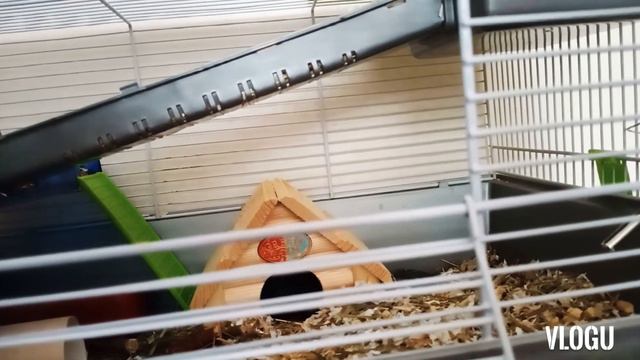 /5 Лайфхаков для ХОМЯЧКОВ//ПОЛЕЗНЫЕ лайфхаки./ смотреть онлайн