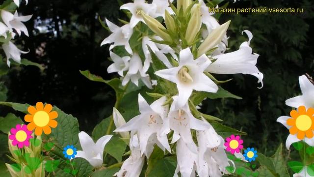 Колокольчик широколистный Альба. Краткий обзор, описание campanula latifolia var. macrantha Alba смотреть онлайн