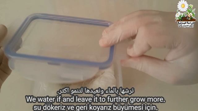 زراعة المانجو من البذرة _ How to Grow a Mango Tree from Seed смотреть онлайн