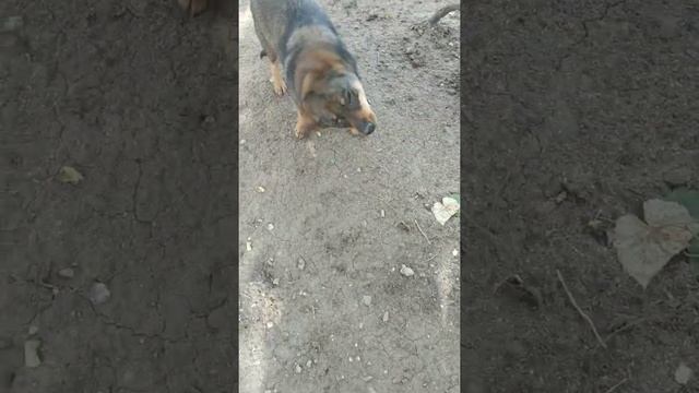 Что случилось с собакой у которой , вылезли глаза. Спустя 2 месяца. смотреть онлайн