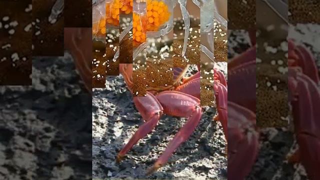 СЛАЙД ШОУ смотреть онлайн