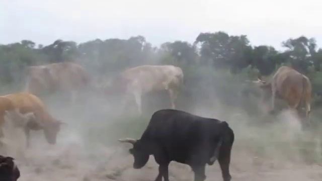 Настоящие взаимоотношения быков и коров!!!!!! смотреть онлайн