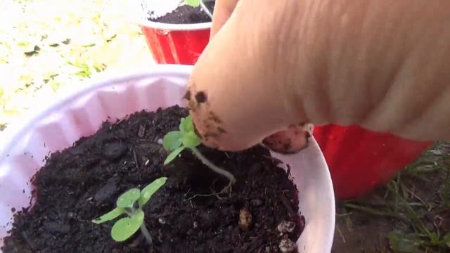 Transplanting Some Unique Plants (and All About Starting Seeds In Sand)