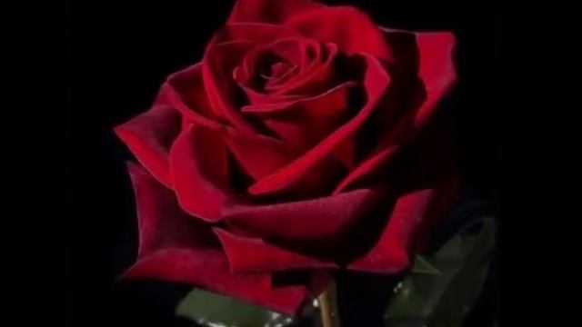 АЛЫЕ РОЗЫ!!! смотреть онлайн