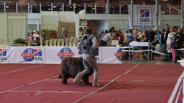 14 05 2016 Новоселова Марина Мастер Фристайл смотреть онлайн