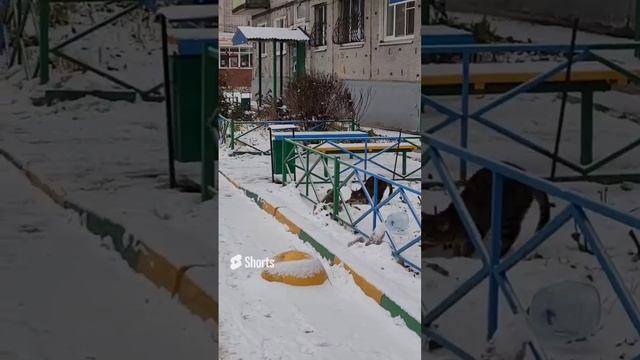 Коты гуляют на улице кот, зима снег, улица, Тула, животные, крыша, машина, автомобиль