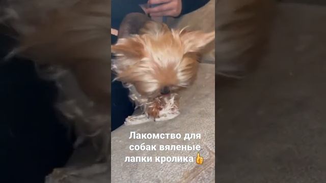лакомство для собак, вяленые лапки кролика смотреть онлайн