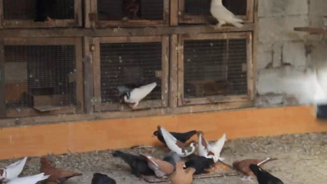 Армавирские голуби смотреть онлайн