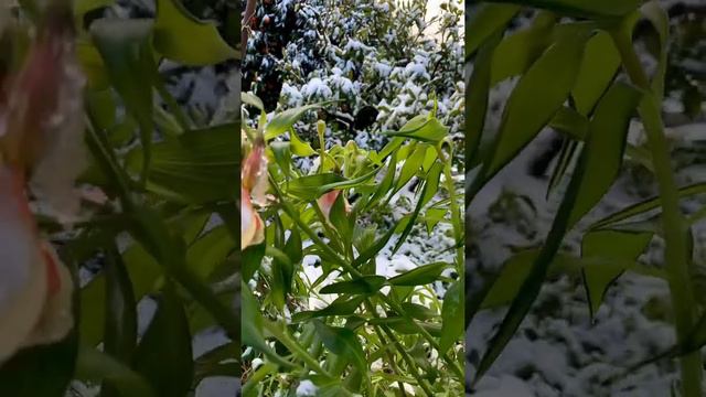 Альстромерия в снегу❄️❄️❄️ смотреть онлайн