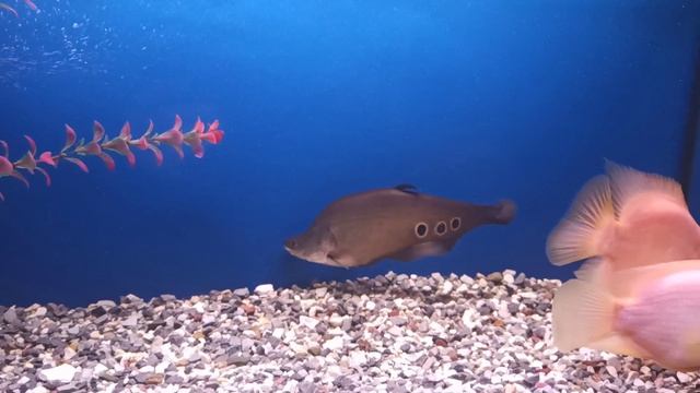 индийский нож-аквариумная рыба смотреть онлайн