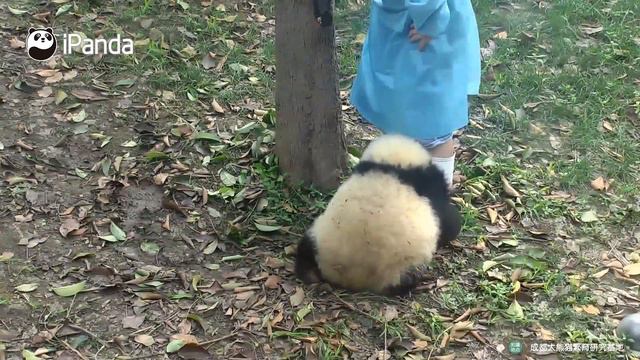 Панда: Еще поиграй со смой! смотреть онлайн