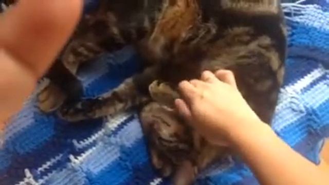Bruno the bengal cat смотреть онлайн