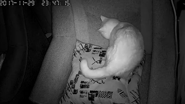 Falcon Eye FE-MTR1000: ночной режим смотреть онлайн