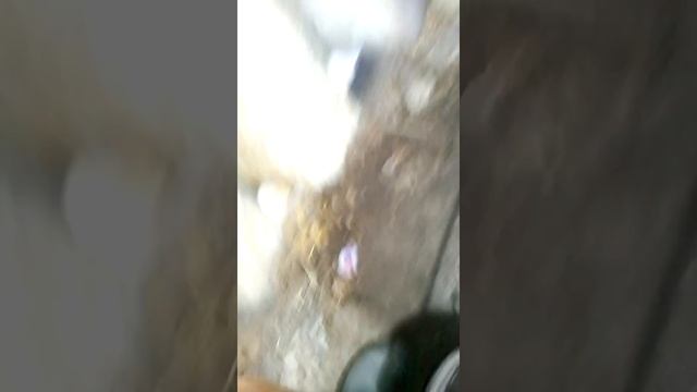 Грибы вешенка в домашних условиях