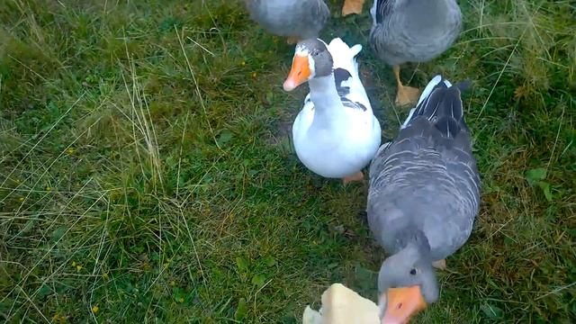 Осенний гон у гусей // Гуси на вольном выпасе смотреть онлайн
