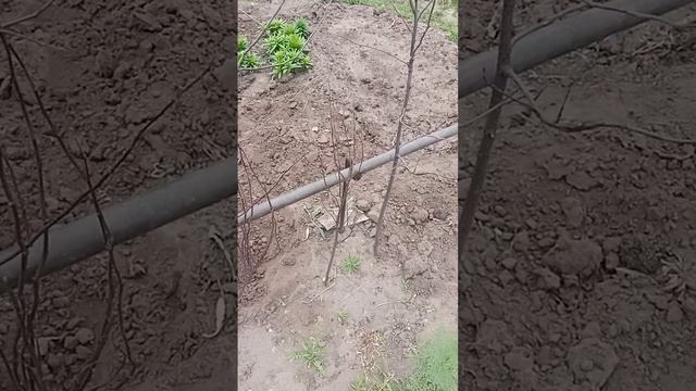 Айва из семян.Эксперимент  потерпел неудачу.! VID 20230501 141250