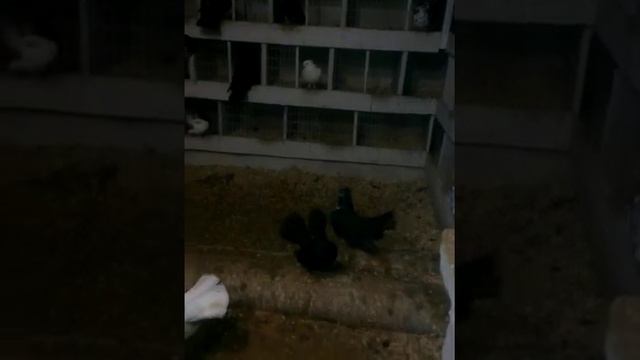 Голуби клинцы