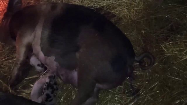Опорос свиноматки в 10 месяцев. смотреть онлайн